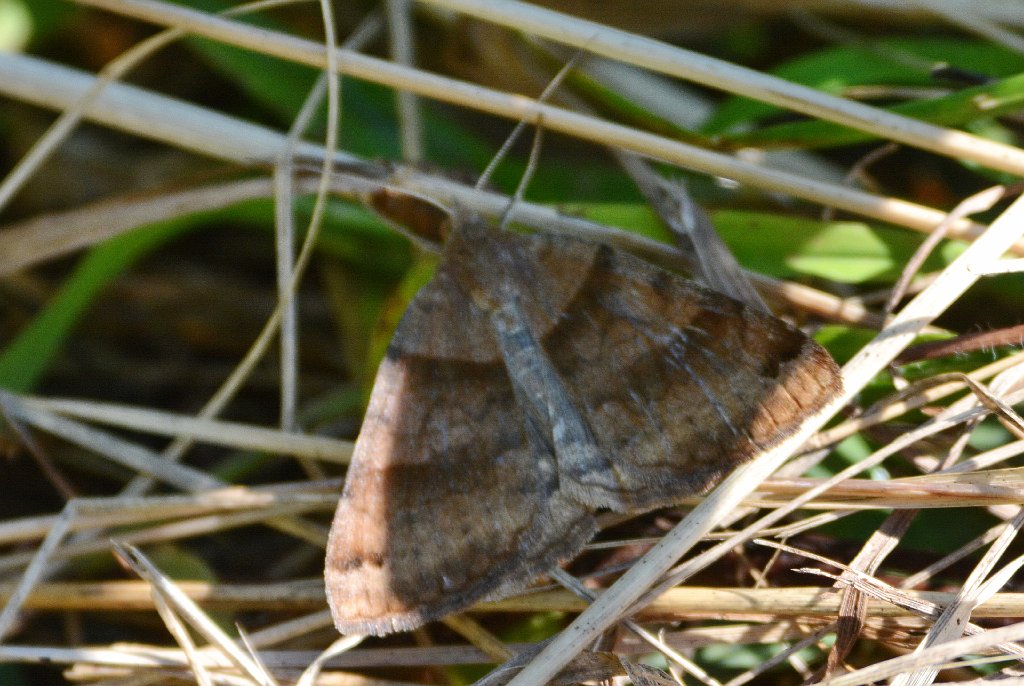 024 2017-08239442 Bolton Flats WMA, MA.JPG - Forage Loper (Caenurgina erechtea ). Bolton Flats Wildlife Management Area, MA, 8-23-2017